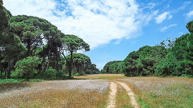 Διασχίζοντας το Δάσος της Στροφυλιάς